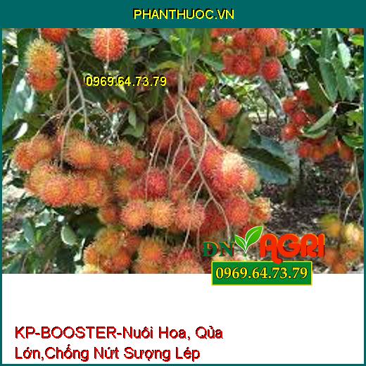 KP-BOOSTER-Nuôi Hoa, Qủa Lớn,Chống Nứt Sượng Lép