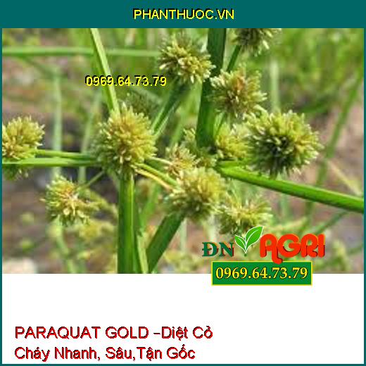 PARAQUAT GOLD –Diệt Cỏ Cháy Nhanh, Sâu,Tận Gốc