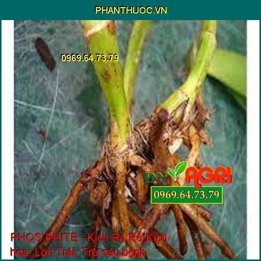 PHOS PHITE –Kích Ra Rễ,Kích hoa, Lớn Trái, Trừ sâu bệnh