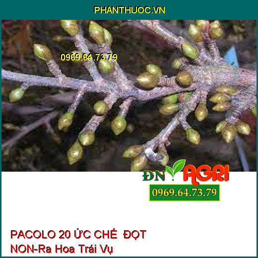 PACOLO 20 ỨC CHẾ ĐỌT NON-Ra Hoa Trái Vụ