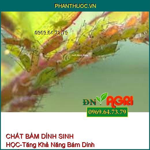 CHẤT BÁM DÍNH SINH HỌC-Tăng Khả Năng Bám Dính Thuốc