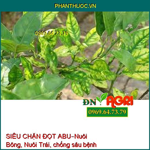 SIÊU CHẶN ĐỌT ABU–Nuôi Bông, Nuôi Trái, chống sâu bệnh