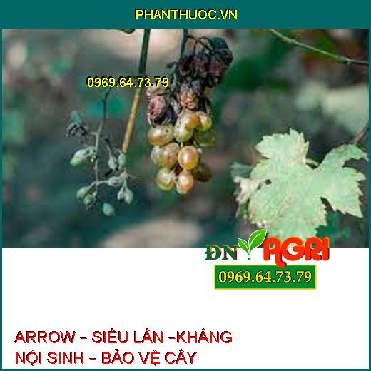 ARROW – SIÊU LÂN –KHÁNG NỘI SINH – BẢO VỆ CÂY