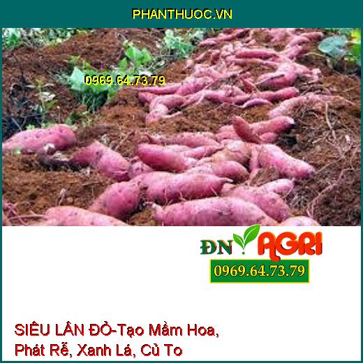 SIÊU LÂN ĐỎ-Tạo Mầm Hoa, Phát Rễ, Xanh Lá, Củ To