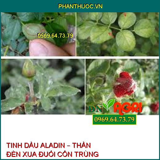 TINH DẦU ALADIN – THẦN ĐÈN XUA ĐUỔI CÔN TRÙNG