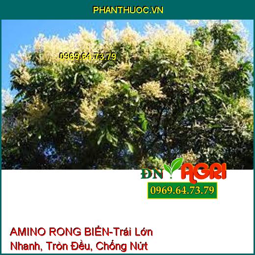 AMINO RONG BIỂN-Trái Lớn Nhanh, Tròn Đều, Chống Nứt Trái