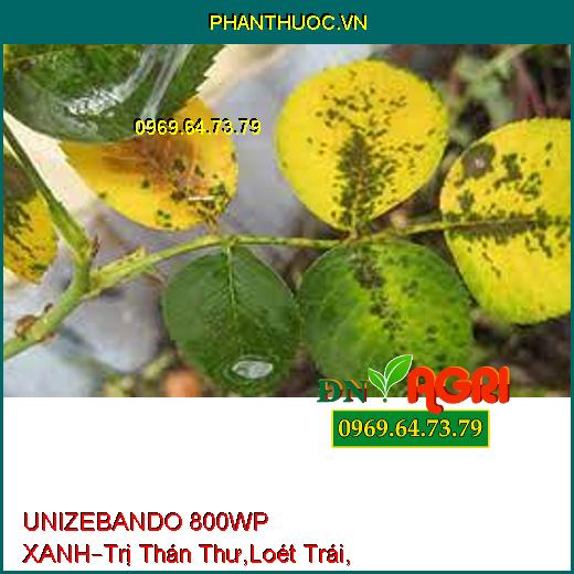 UNIZEBANDO 800WP XANH–Trị Thán Thư,Loét Trái, Sương Mai