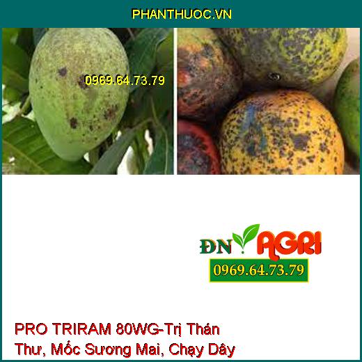 PRO TRIRAM 80WG-Trị Thán Thư, Mốc Sương Mai, Chạy D