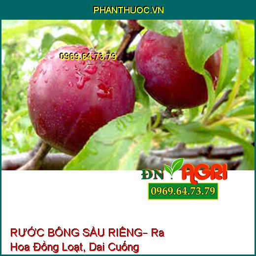 RƯỚC BÔNG SẦU RIÊNG– Ra Hoa Đồng Loạt, Dai Cuống