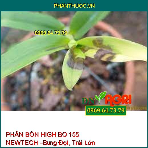 PHÂN BÓN HIGH BO 155 NEWTECH –Bung Đọt, Trái Lớn