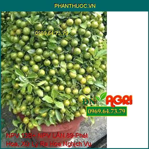 NPV 13B+ NPV LÂN 89-Phát Hoa, Xử Lý Ra Hoa Nghịch Vụ