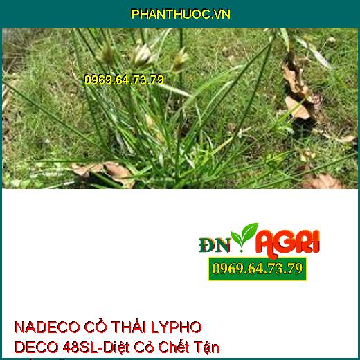 NADECO CỎ THÁI LYPHO DECO 48SL-Diệt Cỏ Chết Tận Gốc Rễ