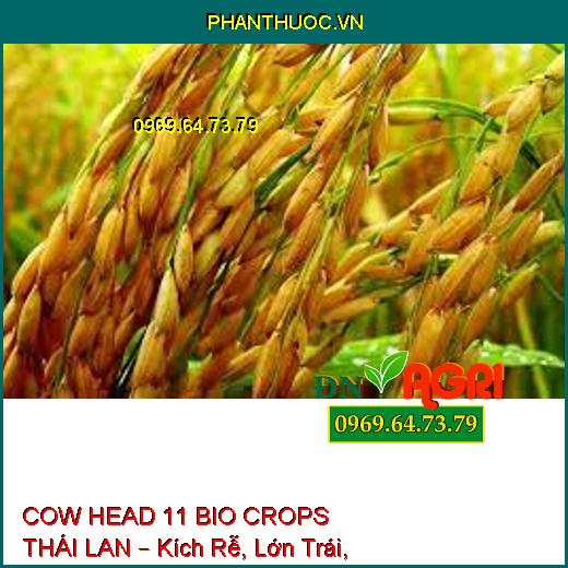 COW HEAD 11 BIO CROPS THÁI LAN – Kích Rễ, Lớn Trái, Đẹp