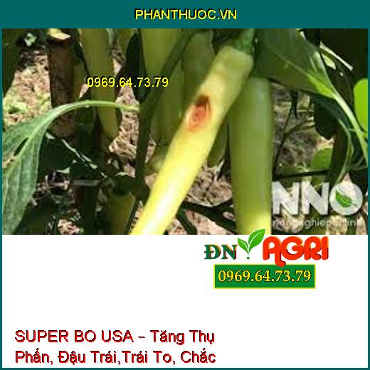 SUPER BO USA – Tăng Thụ Phấn, Đậu Trái,Trái To, Chắc Hạt