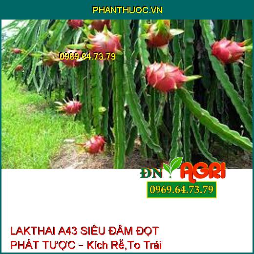 LAKTHAI A43 SIÊU ĐÂM ĐỌT PHÁT TƯỢC – Kích Rễ,To Trái