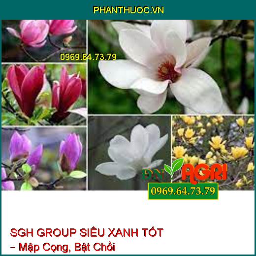 SGH GROUP SIÊU XANH TỐT – Mập Cọng, Bật Chồi