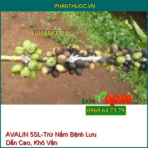 AVALIN 5SL-Trừ Nấm Bệnh Lưu Dẫn Cao, Khô Vằn