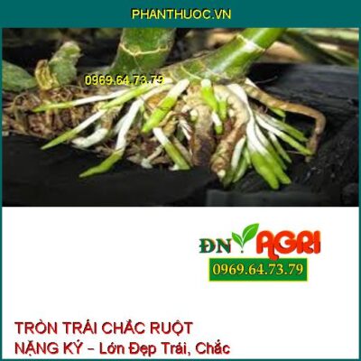 TRÒN TRÁI CHẮC RUỘT NẶNG KÝ – Lớn Đẹp Trái, Chắc Hạt