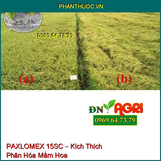 PAXLOMEX 15SC – Kích Thích Phân Hóa Mầm Hoa