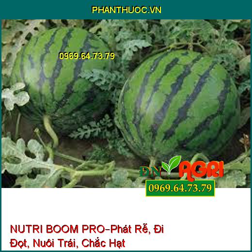 NUTRI BOOM PRO–Phát Rễ, Đi Đọt, Nuôi Trái, Chắc Hạt