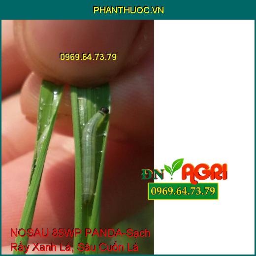 NOSAU 85WP PANDA-Sạch Rầy Xanh Lá, Sâu Cuốn Lá