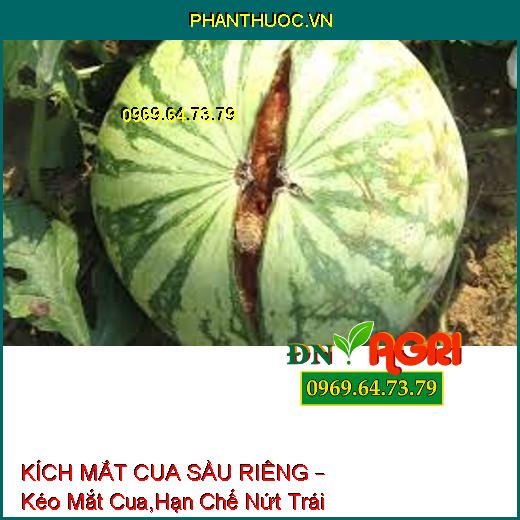 KÍCH MẮT CUA SẦU RIÊNG – Kéo Mắt Cua,Hạn Chế Nứt Trái