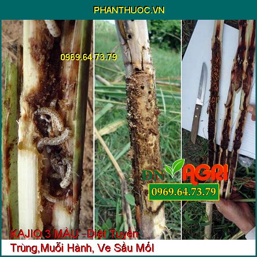 KAJIO 3 MÀU –Diệt Tuyến Trùng,Muỗi Hành, Ve Sầu MốI