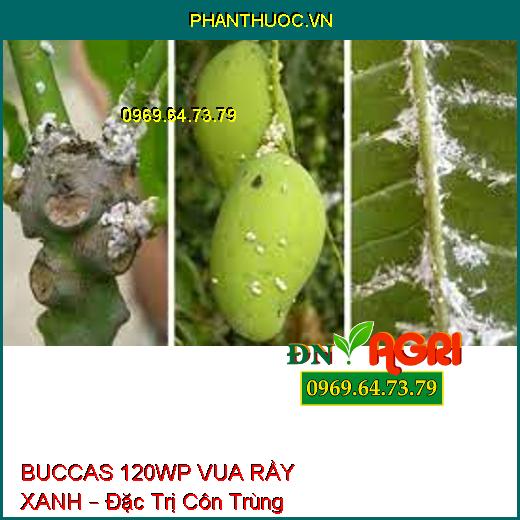 BUCCAS 120WP VUA RẦY XANH – Đặc Trị Côn Trùng Chích Hút