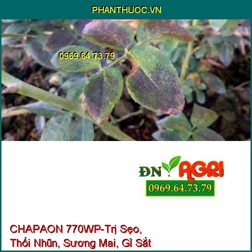 CHAPAON 770WP-Trị Sẹo, Thối Nhũn, Sương Mai, Gỉ Sắt