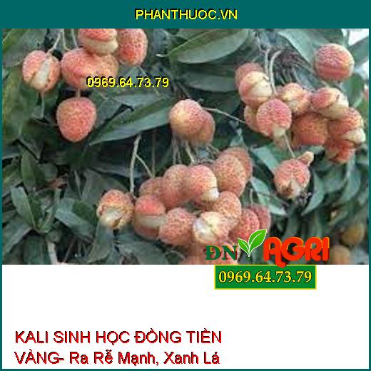 KALI SINH HỌC ĐỒNG TIỀN VÀNG- Ra Rễ Mạnh, Xanh Lá