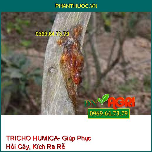 TRICHO HUMICA- Giúp Phục Hồi Cây, Kích Ra Rễ