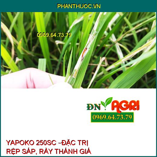 YAPOKO 250SC –ĐẶC TRỊ RỆP SÁP, RẦY THÁNH GIÁ