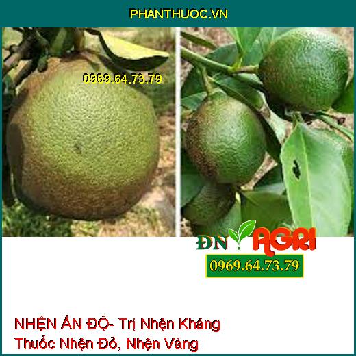 NHỆN ẤN ĐỘ- Trị Nhện Kháng Thuốc Nhện Đỏ, Nhện Vàng