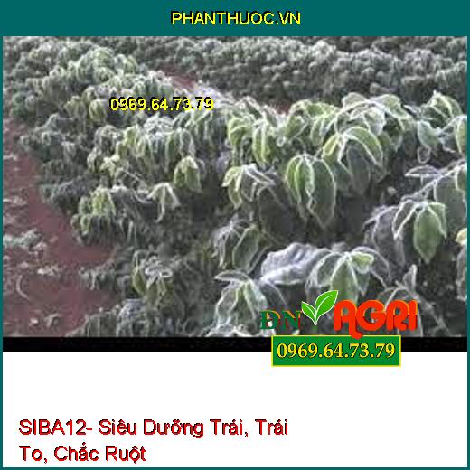 SIBA12- Siêu Dưỡng Trái, Trái To, Chắc Ruột