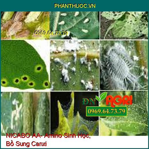 NICABO AA- Amino Sinh Học, Bổ Sung Canxi