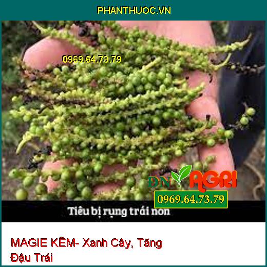 MAGIE KẼM- Xanh Cây, Tăng Đậu Trái