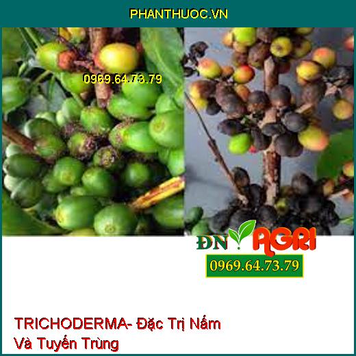 TRICHODERMA- Đặc Trị Nấm Và Tuyến Trùng