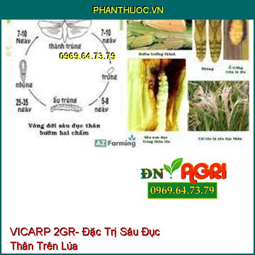 VICARP 2GR- Đặc Trị Sâu Đục Thân Trên Lúa