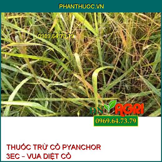 THUỐC TRỪ CỎ PYANCHOR 3EC – VUA DIỆT CỎ 