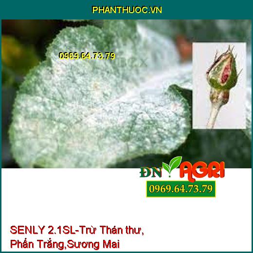 SENLY 2.1SL-Trừ Thán thư, Phấn Trắng,Sương Mai