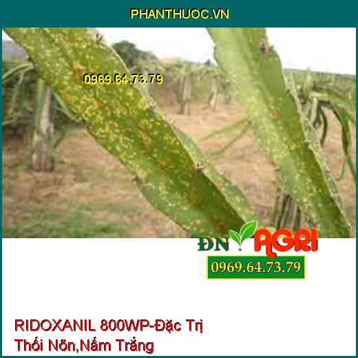 RIDOXANIL 800WP-Đặc Trị Thối Nõn,Nấm Trắng