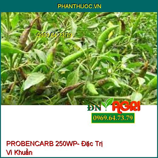 PROBENCARB 250WP- Đặc Trị Vi Khuẩn