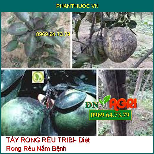 TẨY RONG RÊU TRIBI- Diệt Rong Rêu Nấm Bệnh