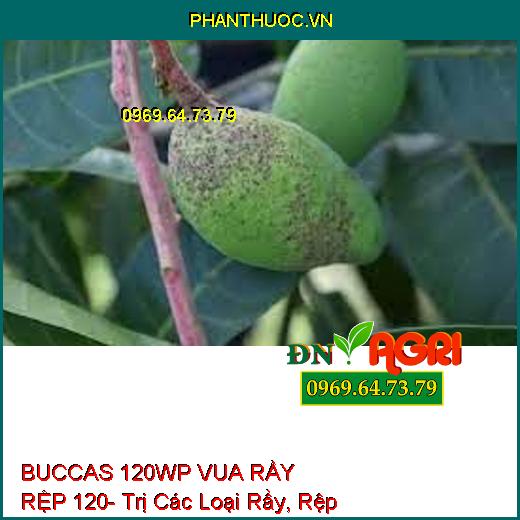 BUCCAS 120WP VUA RẦY RỆP 120- Trị Các Loại Rầy, Rệp