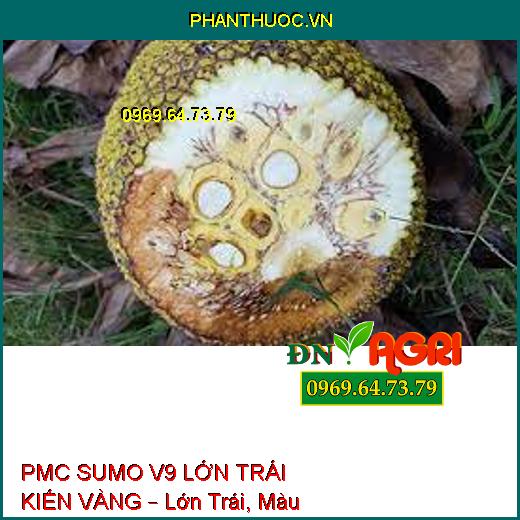 PMC SUMO V9 LỚN TRÁI KIẾN VÀNG – Lớn Trái, Màu Đẹp