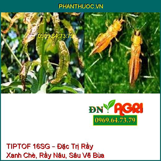 TIPTOF 16SG – Đặc Trị Rầy Xanh Chè, Rầy Nâu, Sâu Vẽ Bùa