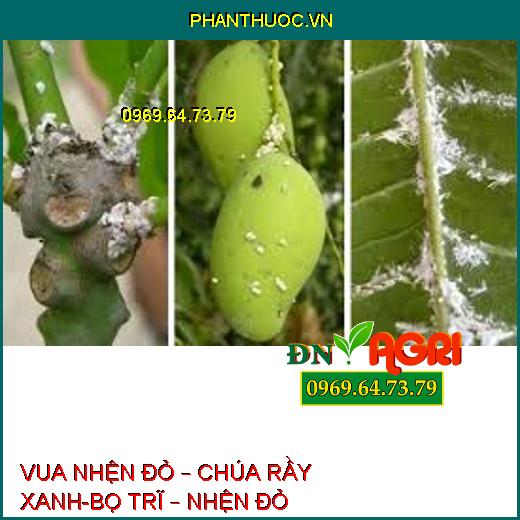 VUA NHỆN ĐỎ – CHÚA RẦY XANH-BỌ TRĨ – NHỆN ĐỎ