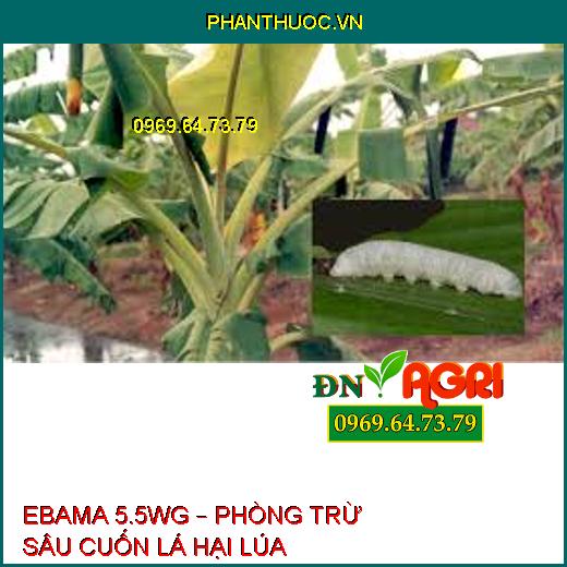 EBAMA 5.5WG – PHÒNG TRỪ SÂU CUỐN LÁ HẠI LÚA