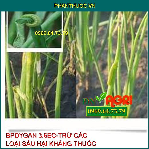 BPDYGAN 3.6EC-TRỪ CÁC LOẠI SÂU HẠI KHÁNG THUỐC