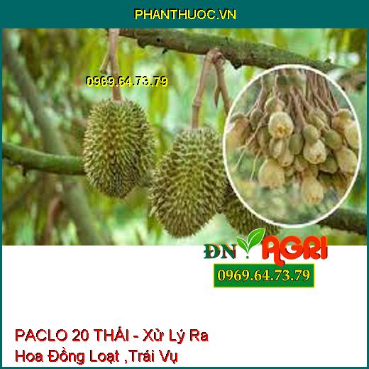 PACLO 20 THÁI - Xử Lý Ra Hoa Đồng Loạt ,Trái Vụ